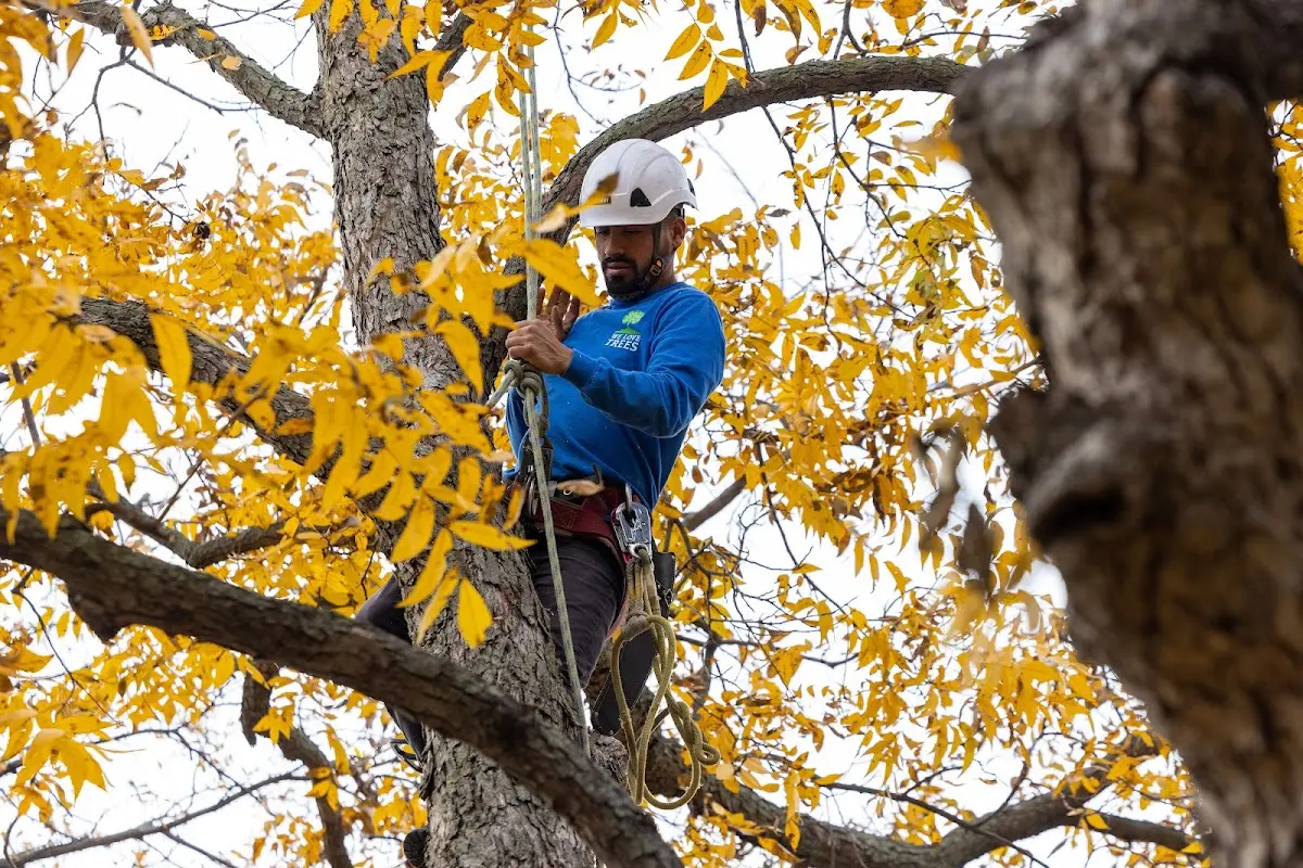 Skilled Tree Transplanting crew working in Hiwasse